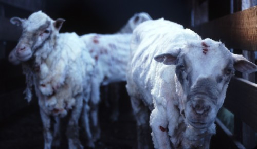 http://www.peta.org.au/issues/clothing/cruelty-wool/