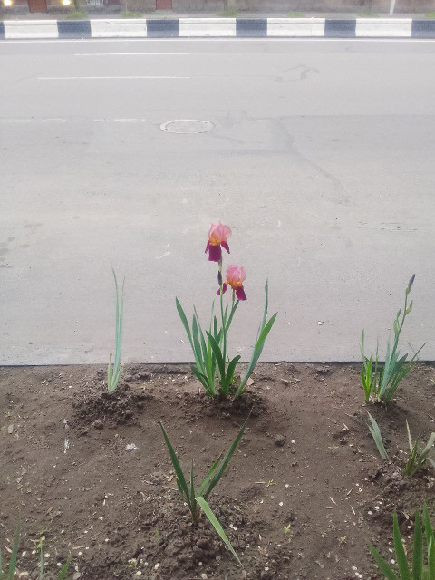 Тяжёлые мысли