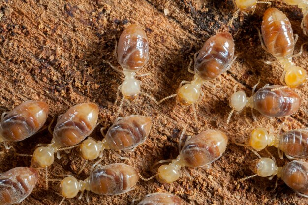 Bug Behavior Explained: What Attracts Them Indoors