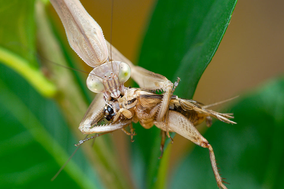 Tenodera sinensis by Luc Viatour, CC BY SA 3.0