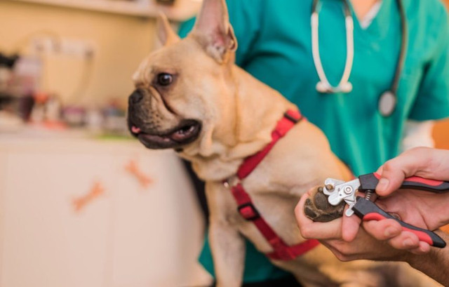 Dogs' Nails Turning White and Cute Girl Puppy Names: A Comprehensive Guide