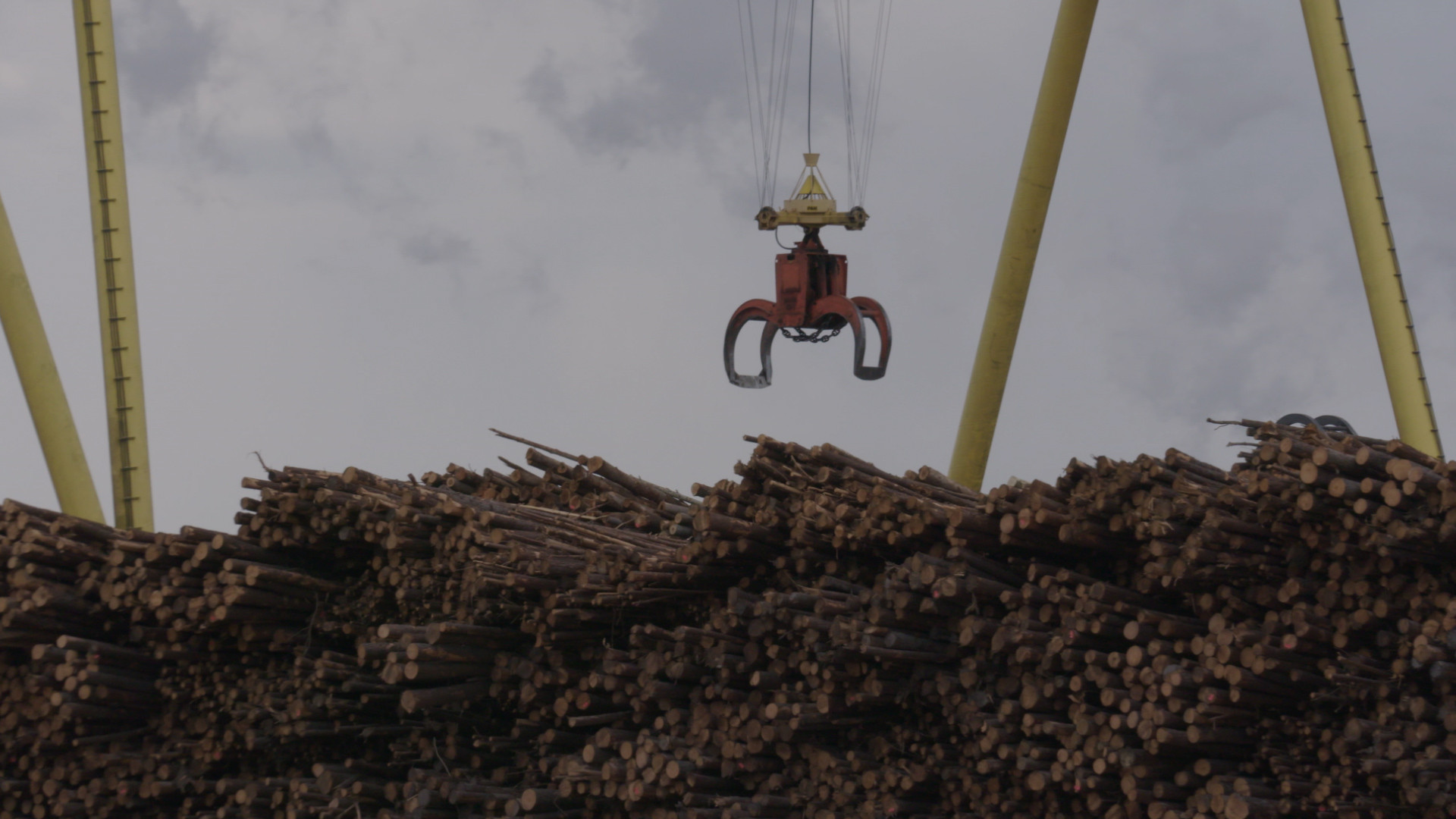 Кадр из&nbsp;проекта «Burned: Are Trees the New Coal?»