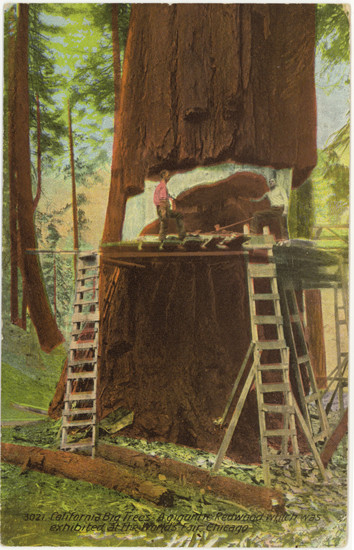5:12, текст на&nbsp;открытке: 3021. California Big Trees. Гигантское дерево, выставленное на&nbsp;Всемирной выставке в&nbsp;Чикаго. Опубликовано Cardinelli-Vincent Co. Сан-Франциско&nbsp;— Окленд&nbsp;— Лос-Анджелес&nbsp;— Сиэттл.