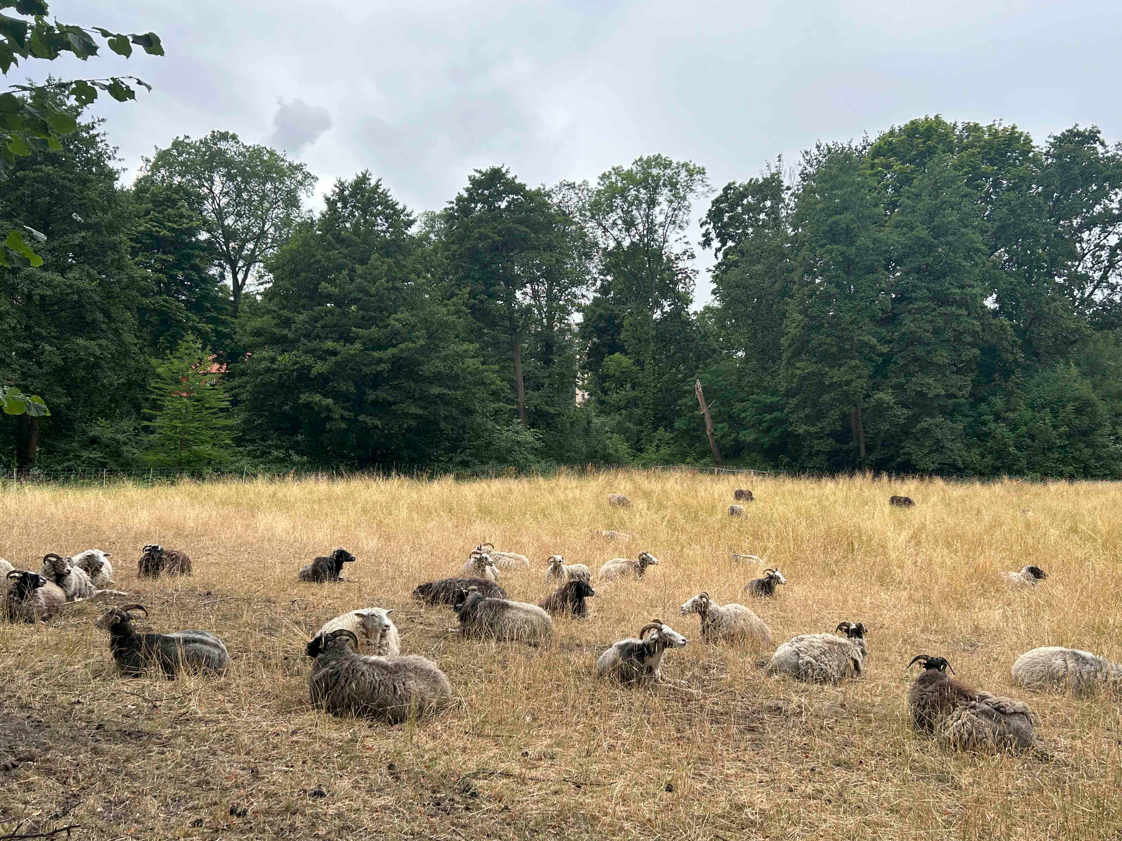 Lawn managment team, Schlossgarten Charlottenburg Photo: Anastasia Kolas, 2025