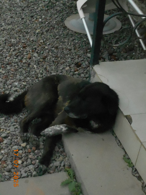 Дрессировщик