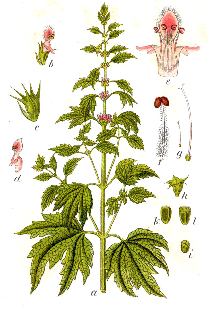 Von Johann Georg Sturm (Painter: Jacob Sturm) — Figure from Deutschlands Flora in Abbildungen at http://www.biolib.de, Gemeinfrei, https://commons.wikimedia.org/w/index.php?curid=737827