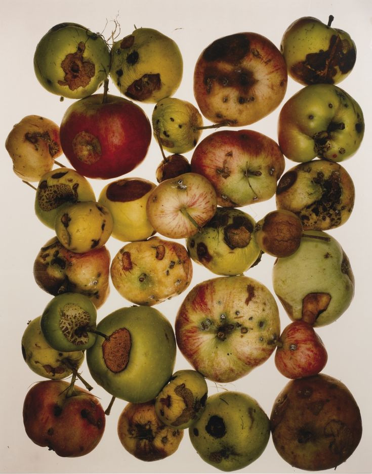 “Red Apples” Irving Penn, New York, 1985 Tirage cibachrome 95,7×76 cm (36×30 in.) © Irving Penn Foundation