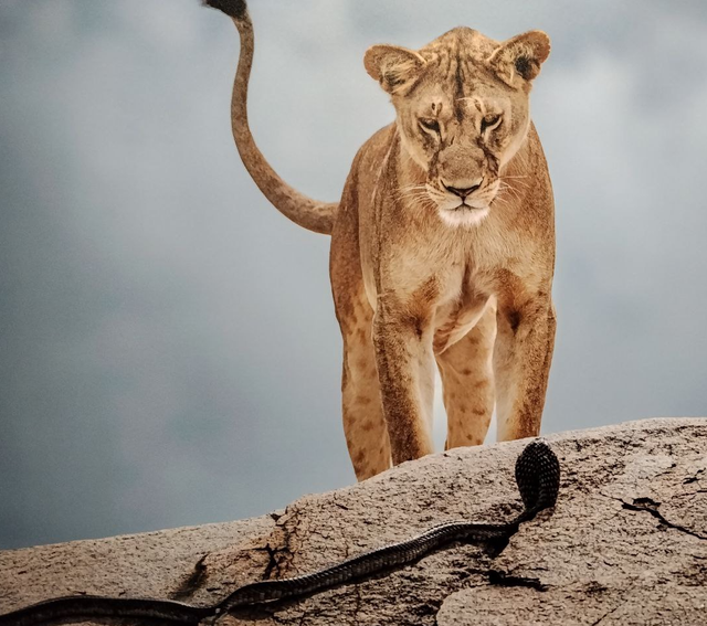 Homo visionarius: Новая парадигма человеческой природы