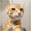 Andrey