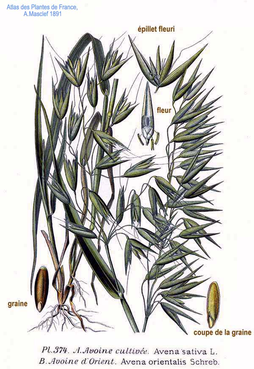 By Amédée Masclef — Atlas des plantes de France. 1891, Public Domain, https://commons.wikimedia.org/w/index.php?curid=5767291