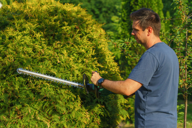 10 Signs Your Trees Need Professional Tree Trimming Services in Garland TX