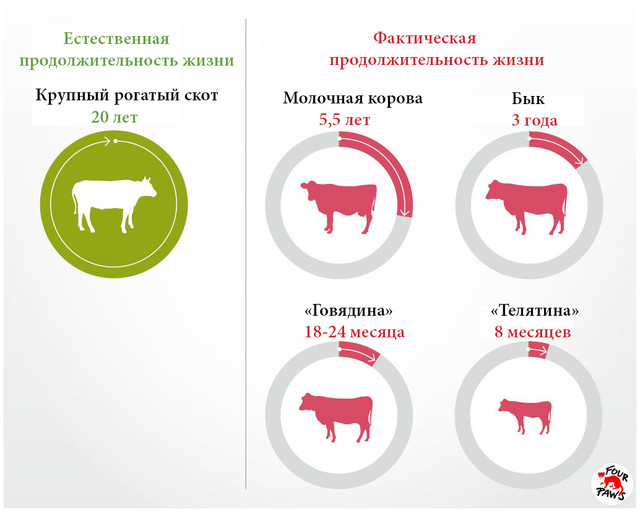 Мое сердце остановилось или Короткая (очень короткая) жизнь животных на фермах.