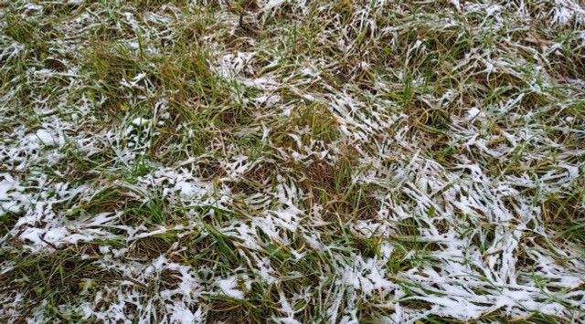 ВЕЛИКОЕ ОТРЕЧЕНИЕ У ПАРАПЕТА