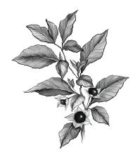 "Аметисты" Станислав Пшибышевский