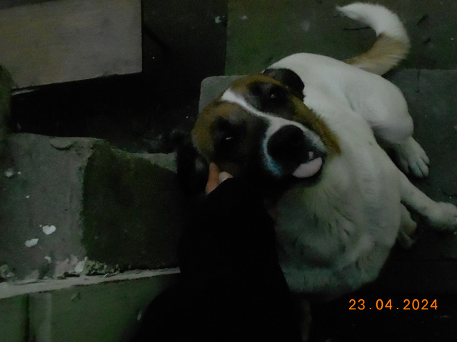 Дрессировщик