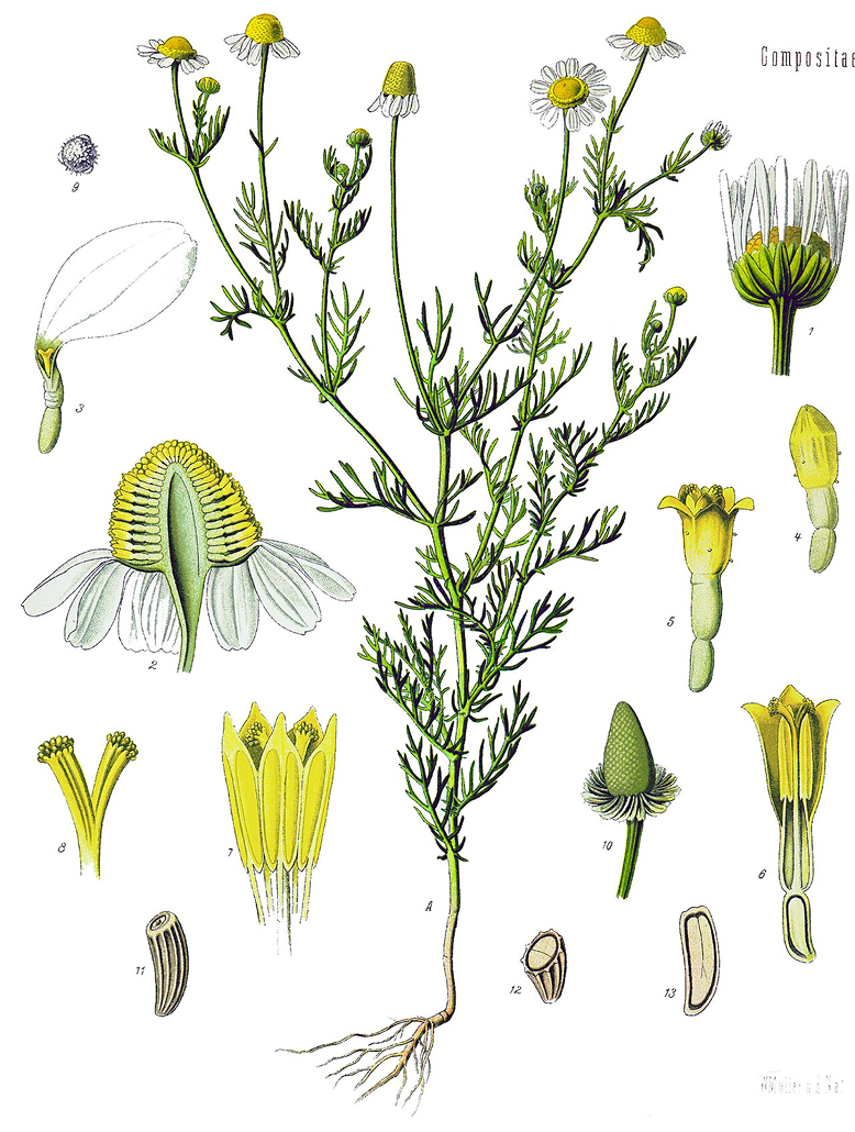 Авторство: Franz Eugen Köhler, Köhler’s Medizinal-Pflanzen. List of Koehler Images, Общественное достояние, https://commons.wikimedia.org/w/index.php?curid=6350143
