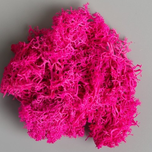 розовый мох