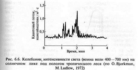 Томаты