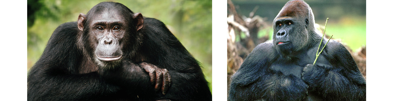 Шимпанзе и&nbsp;горилла. Обратите внимание на&nbsp;размеры ушей