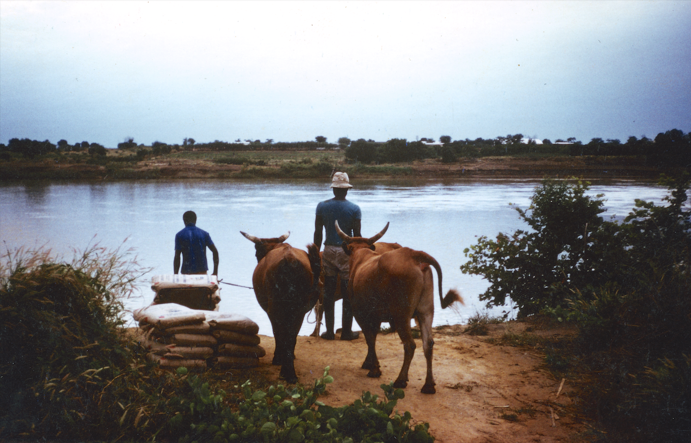 Bouba Touré, Soumankidi Coura, 1972-2015: Boeufs de trait, 1978