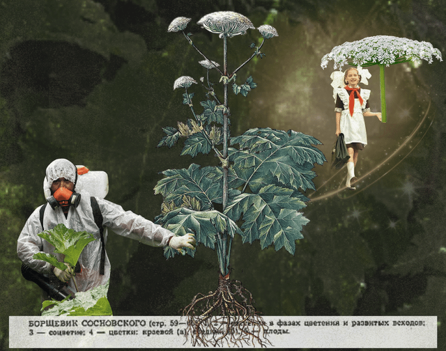 HERACLEOCENE