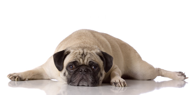 The Gentle Transition: Understanding Pre-Euthanasia Sedation