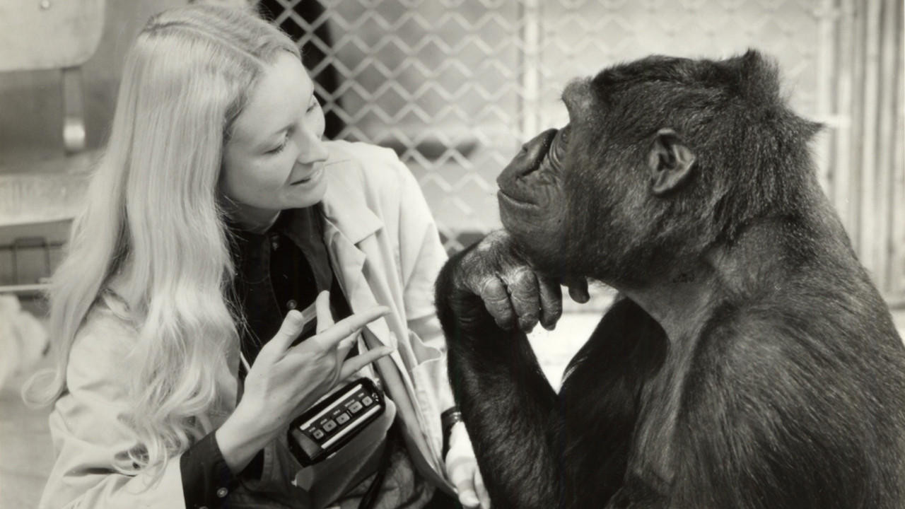 20 июня 2018&nbsp;года с&nbsp;США, штат Калифорния, умерла самая известная горилл в&nbsp;мире&nbsp;— Коко.Чем знаменита Коко? Ученым впервые удалось то, что не&nbsp;удавалась до&nbsp;этого никому&nbsp;— они научили гориллу говорить! Конечно, это была не&nbsp;голосовая речь. Коко владела языком жестов. Так она знала около&nbsp;тысячи слов жестового языка США (вы ведь знаете, что язык жестов не&nbsp;универсален, а&nbsp;также носит национальный колорит, как&nbsp;и&nbsp;голосовая речь). И, если&nbsp;бы все ограничилось только этим!