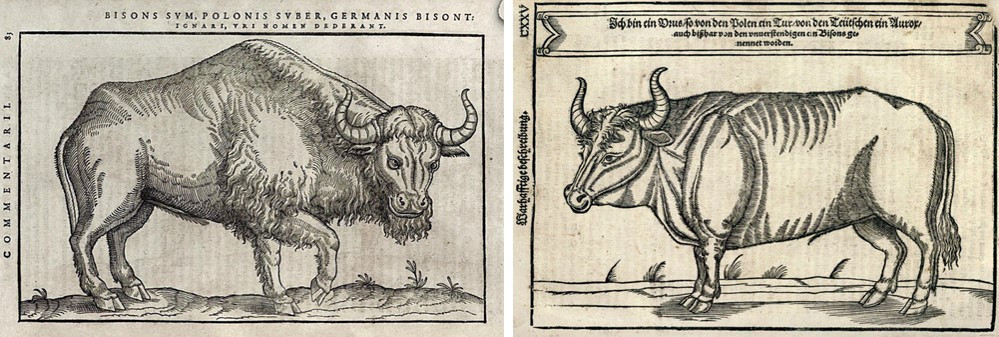 Изображение зубра (слева; Bison, польское Suber, германское Bisont) и&nbsp;тура (справа; Urus, польское Tur, германское Aurox) в&nbsp;«Rerum Moscoviticarum auctores varii…», 1600