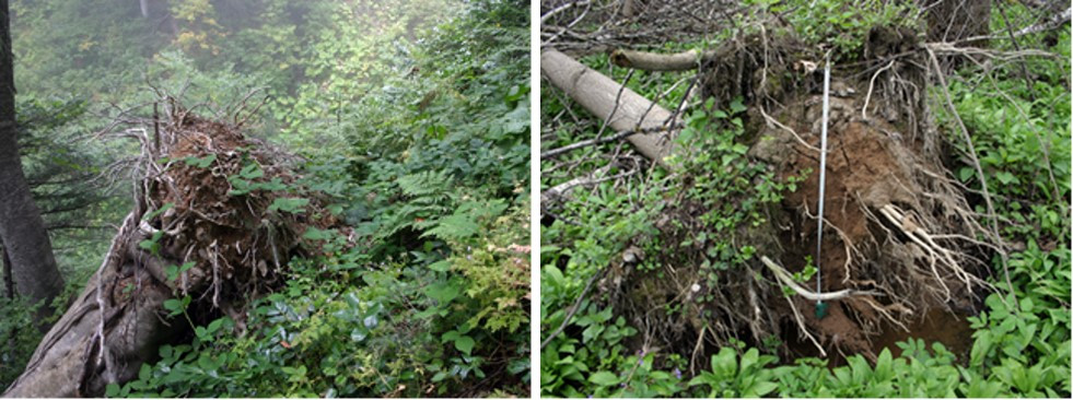 Слева: вывал бука восточного (Fagus orientalis) на&nbsp;склоне (Северо-Западный Кавказ). Справа: вывал ясеня обыкновенного (Fraxinus excelsior) (Калужская обл.)