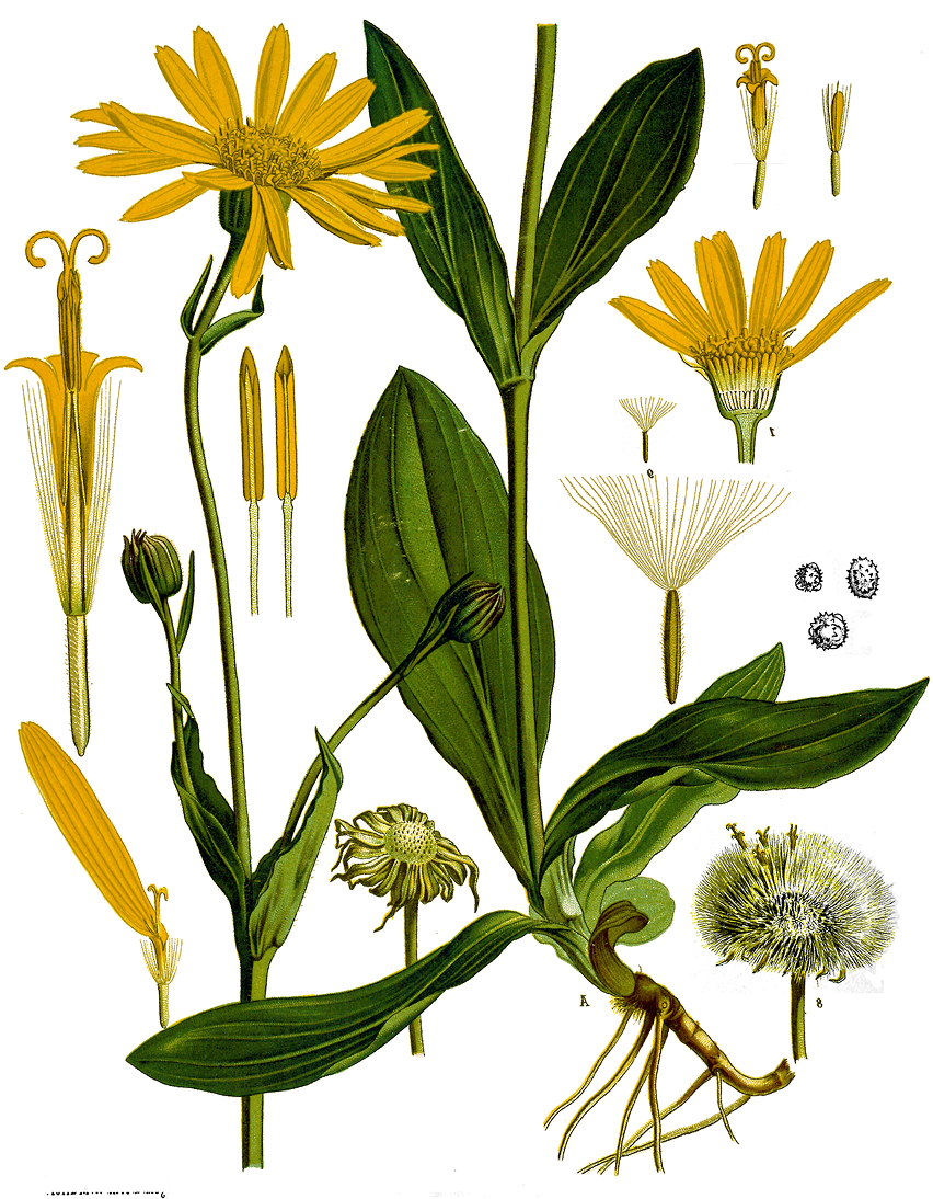By Franz Eugen Köhler, Köhlers Medizinal-Pflanzen — List of Koehler Images The Internet Archive, Public Domain, https://commons.wikimedia.org/w/index.php?curid=255279