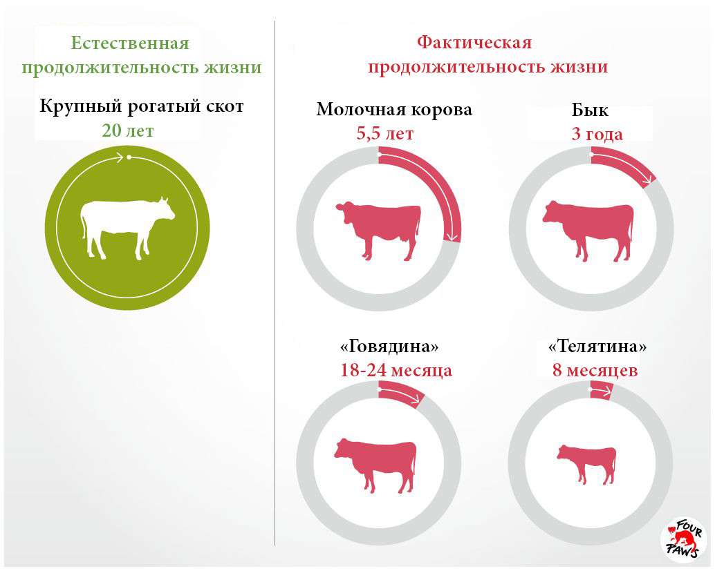 http://www.vier-pfoten.org/en/campaigns/farm-animals/life-expectancy