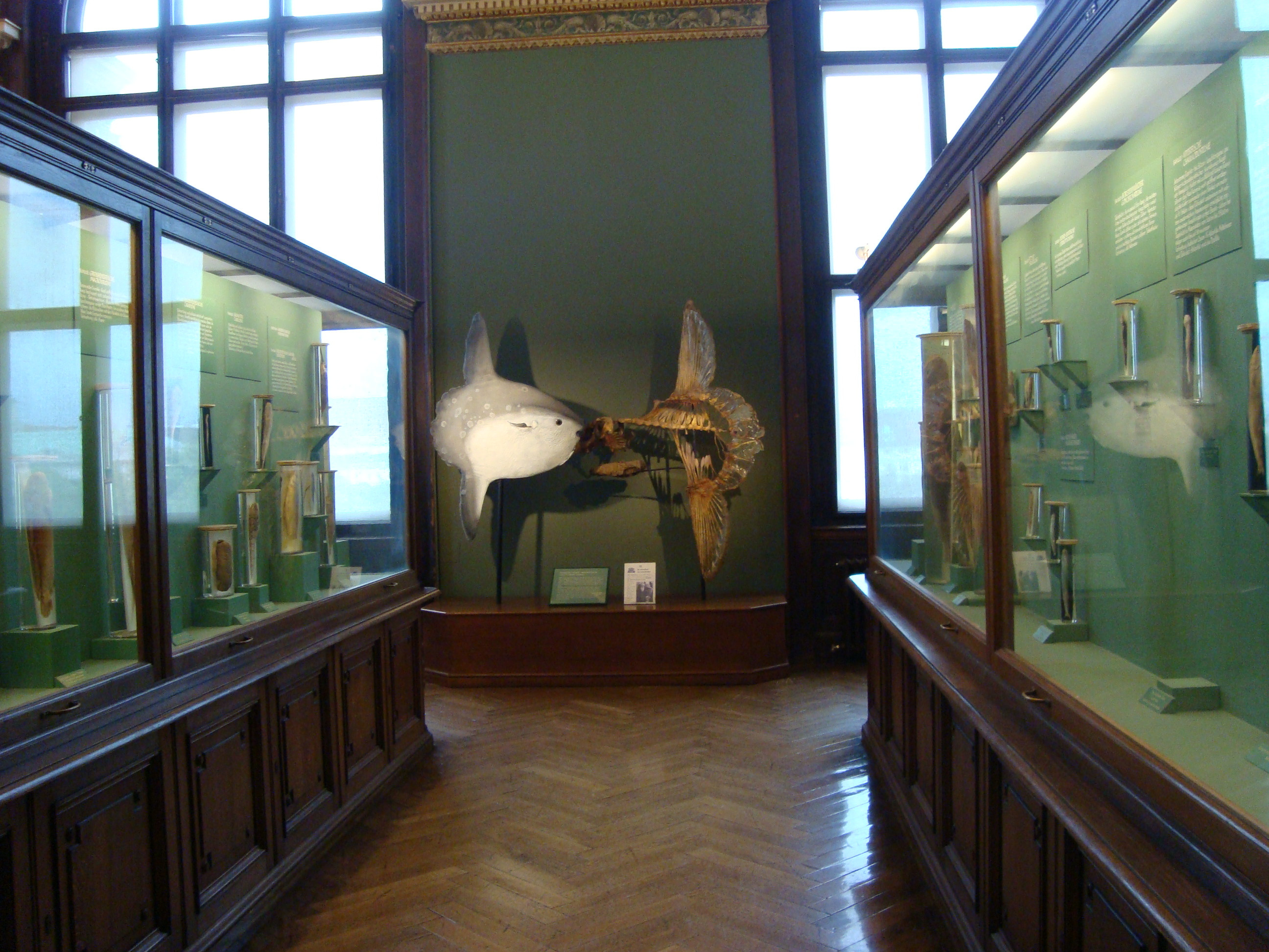 Музей естественной истории. Вена. 2018. Фото автора