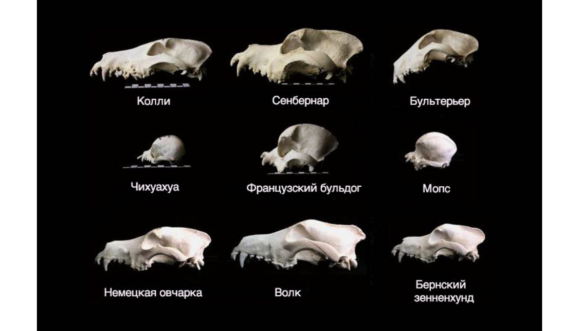 Черепа собак разных пород