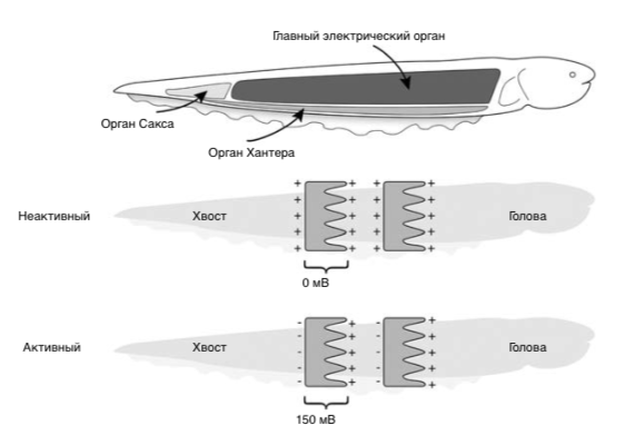 Сверху: электрический угорь имеет три электрических органа, однако сильный электрический разряд, используемый для оглушения добычи, генерирует только главный электрический орган. В&nbsp;середине и&nbsp;внизу: две тонкие, подобные вафле пластинки одного из&nbsp;столбиков главного электрического органа. Когда клетка находится в&nbsp;состоянии покоя (неактивное состояние), ее внутренняя сторона имеет отрицательный заряд, а&nbsp;обе внешние поверхности заряжены положительно. Разность потенциалов между&nbsp;внешними поверхностями при&nbsp;этом отсутствует. Когда угорь генерирует электрический разряд (активное состояние), потенциал на&nbsp;задней поверхности пластинки становится отрицательным, в&nbsp;результате чего между&nbsp;двумя внешними поверхностями возникает разность потенциалов около&nbsp;150&nbsp;мВ. Напряжения отдельных электрических пластинок складываются, генерируя сильный разряд.