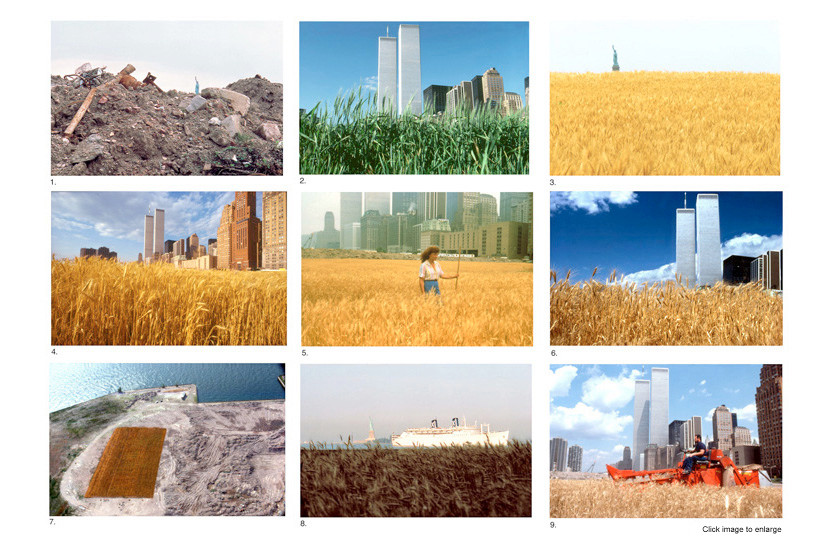 Wheatfield&nbsp;— A Confrontation: Battery Park Landfill, Downtown Manhattan © All photographs by Agnes Denes