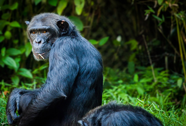 Агресивність самців шимпанзе сприяє репродуктивному успіху?