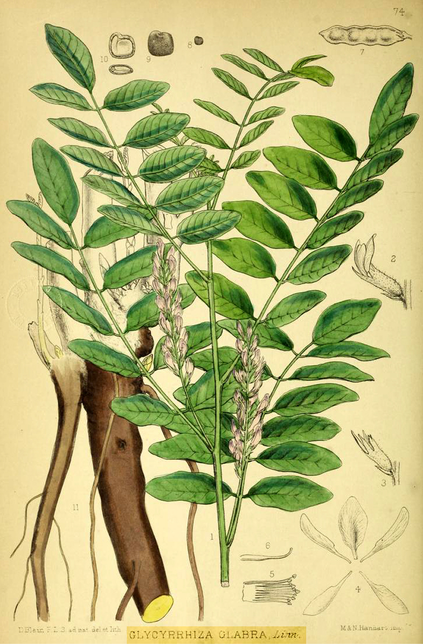 By Unknown author — Bentley und Trimen. Medicinal plants. London, Public Domain, https://commons.wikimedia.org/w/index.php?curid=88798450