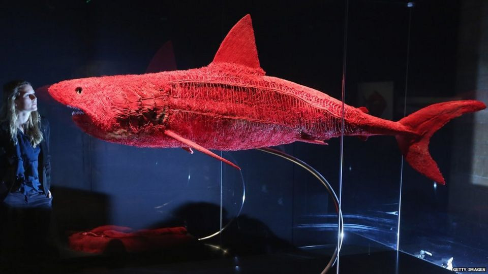 Гюнтер Фон Хагенс. Акула на&nbsp;выставке в&nbsp;Музее естественной истории. 2012. Источник фото 