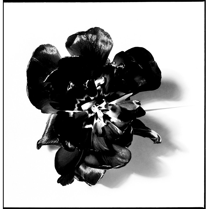 Black Lemons. Black Red. Black instead anything else. International Semiotics Institute logotype. From « Un œil en soi l’Œil-en-soi » series. From the « Les Fleurs de Tarbes » series. Gelatin silver print 25×25, 60×90 cm.