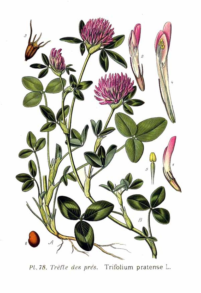 By Amédée Masclef — Atlas des plantes de France. 1891, Public Domain, https://commons.wikimedia.org/w/index.php?curid=5771222 
