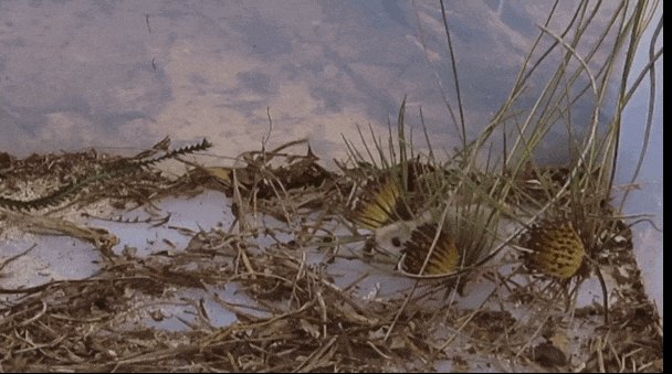 A noodji (also known as Australian native Ash-grey mouse) feeding on Banksia subulata.  Канал: La Trobe University