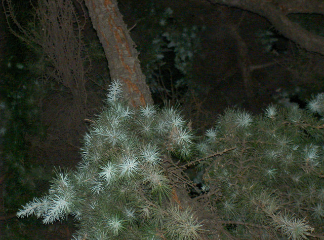 incarceration on the move. austria