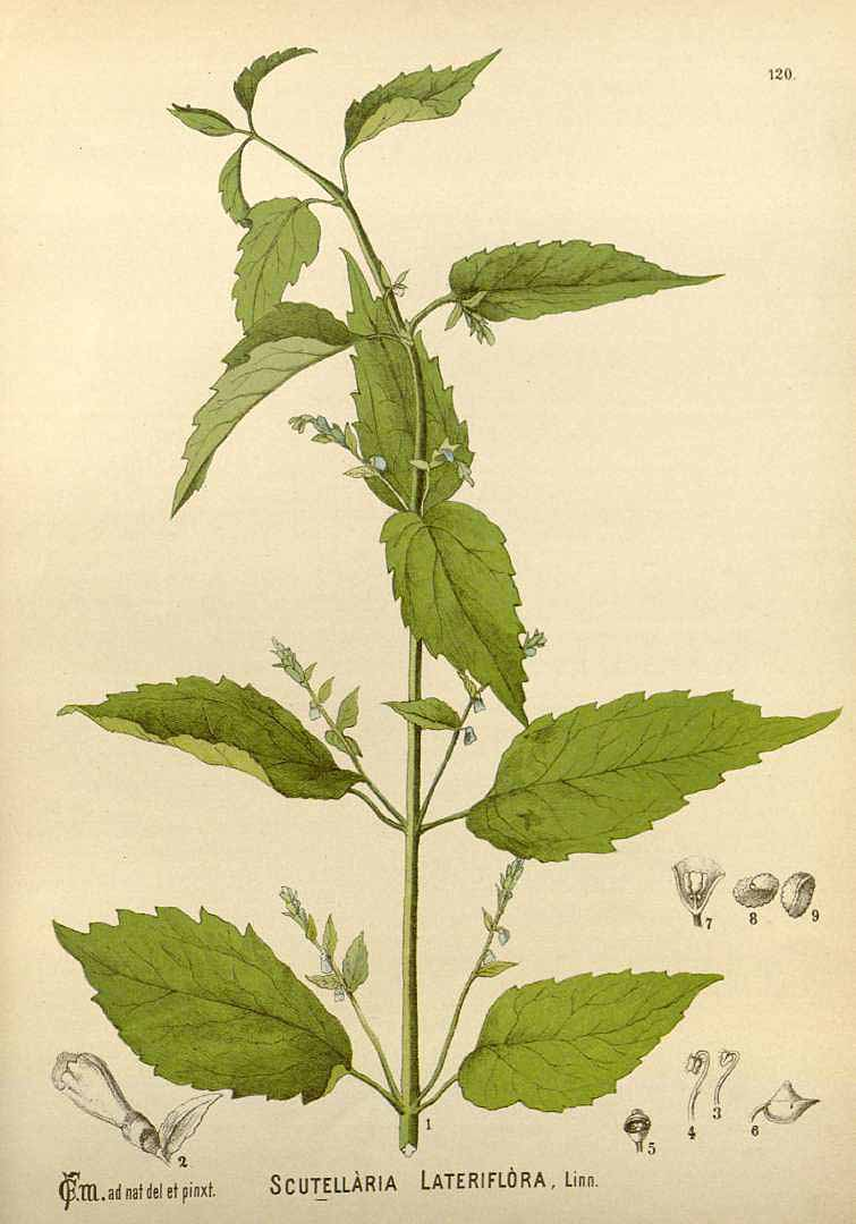 источник: https://www.plantillustrations.org/illustration.php?id_illustration=82862