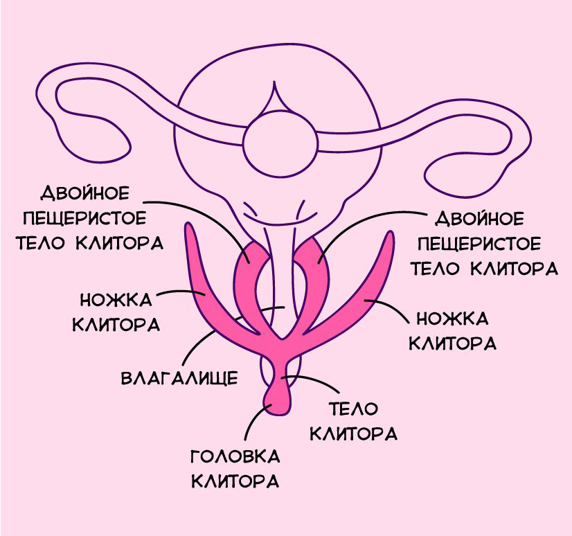 Мифы о клиторе, которые пора забыть - Лайфхакер