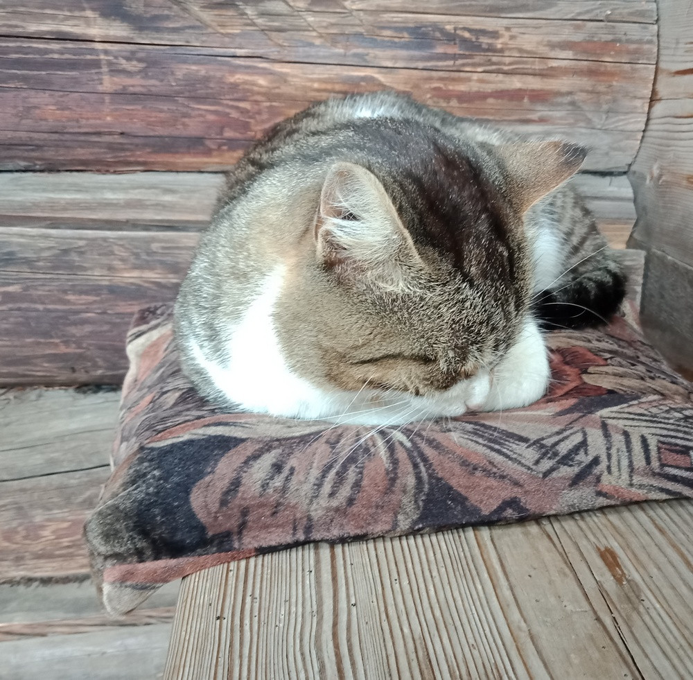 Кот, встречающий посетителей в&nbsp;одной из&nbsp;изб музея деревянного зодчества