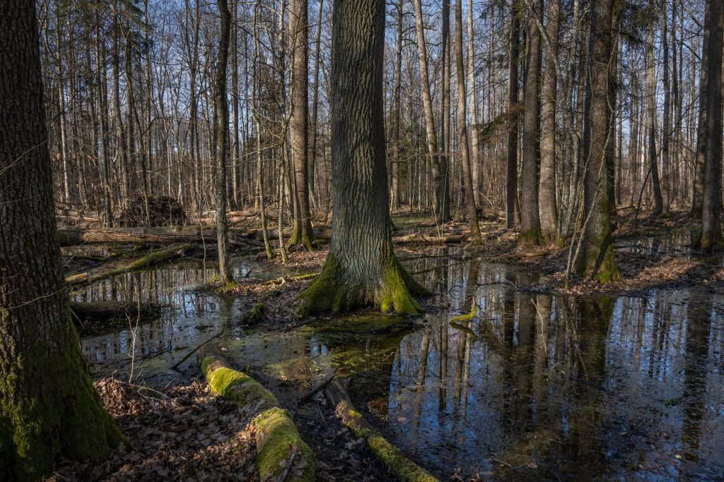 Białowieża Forest, 2023, photo Sven Zellner