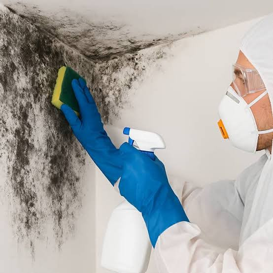 Breathe Easy Again: Why Professional Mould Testing is Key to a Healthy Home