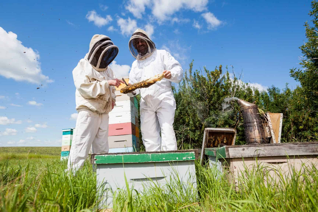 Do Colorful Beekeeping Jackets Attract More Stings?