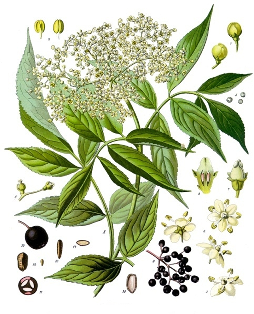 By Franz Eugen Köhler, Köhler’s Medizinal-Pflanzen — List of Koehler Images, Public Domain, https://commons.wikimedia.org/w/index.php?curid=255454