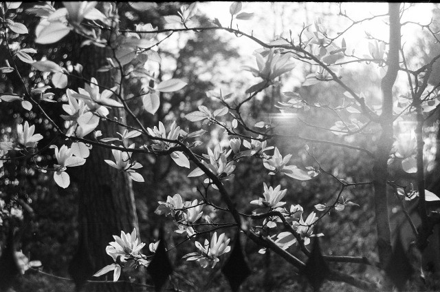 Философия истории В.С. Соловьева: Вселенская Церковь как общественный идеал 